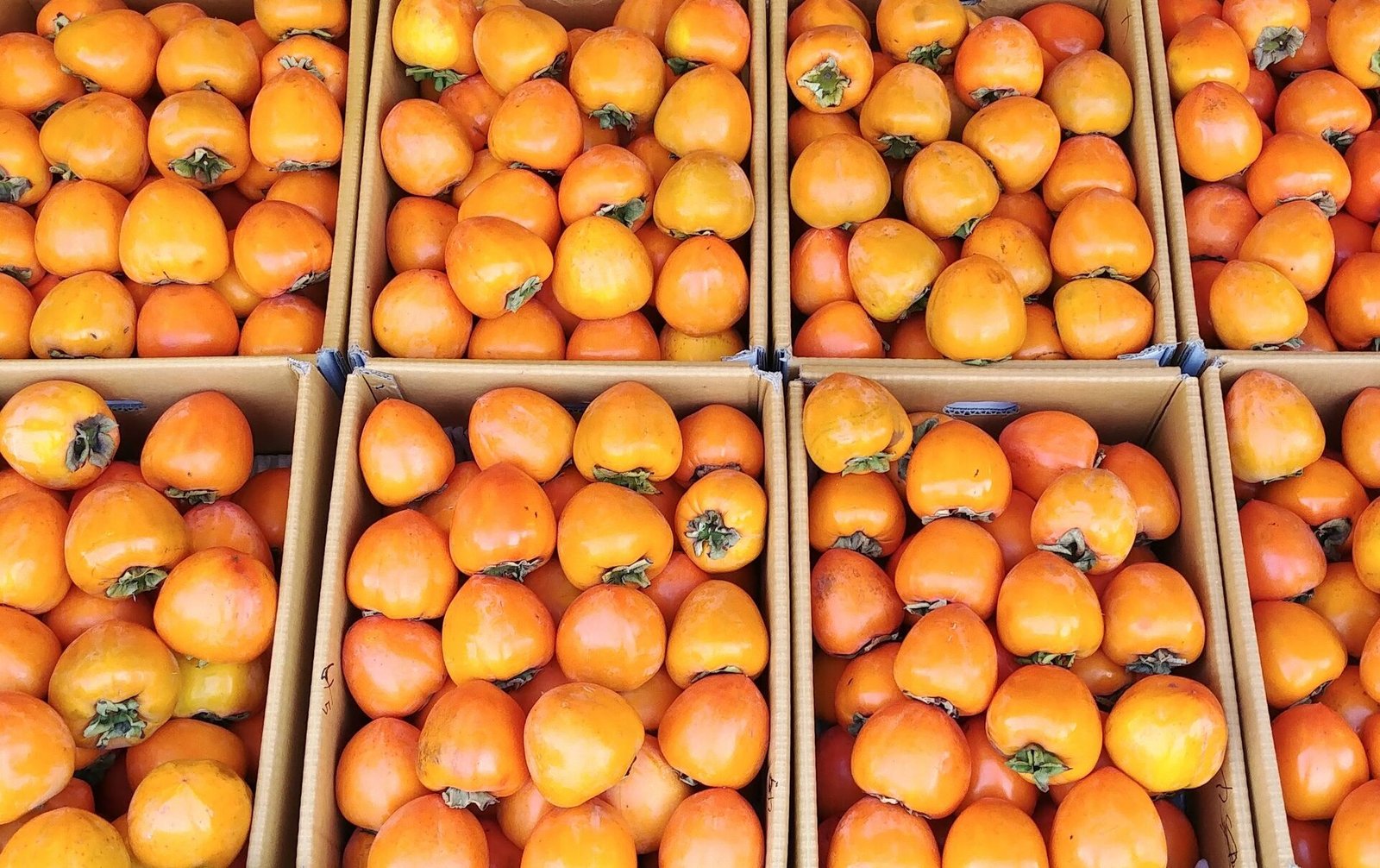  Persimmons export to USA 